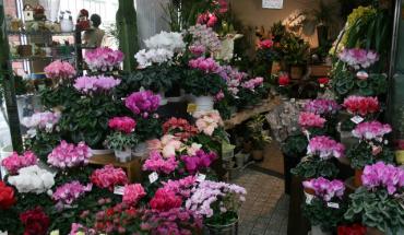 ＊12月の店内はシクラメン・ポインセチアで賑やかです＊｜「花清」　（三重県桑名市の花キューピット加盟店 花屋）のブログ