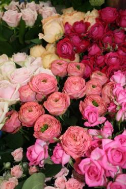 とっても気になるピンクラナンキュラ｜「花清」　（三重県桑名市の花キューピット加盟店 花屋）のブログ