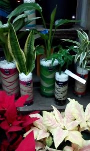 ＊＊素敵なインテリアグリーンのカラーサンド観葉植物＊＊|「花清」　（三重県桑名市の花屋）のブログ